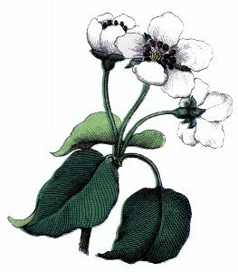 healthy smoothie recipes vintage image of apple blossoms as natural healers