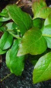 blueberry smoothie recipe plant image of new growth