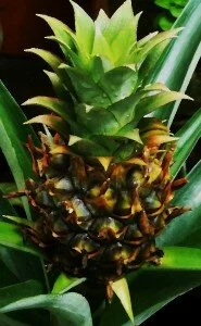 smoothie recipes for weight loss and energy pineapple image