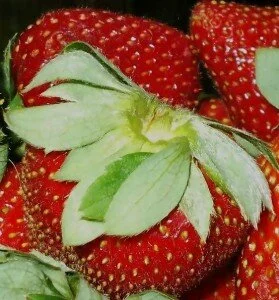 healthy smoothie recipes with a low glycemic index photo of strawberries